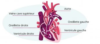 schéma coeur palpitations